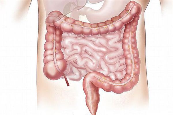 Sonhando com o significado dos intestinos