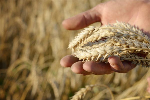 O significado do sonho de um colhedor de trigo