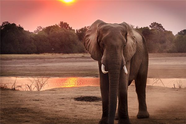 O que significa sonhar com elefante