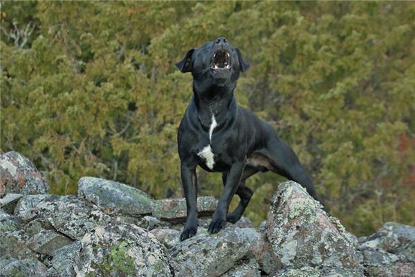 O que significa sonhar com cachorro latindo