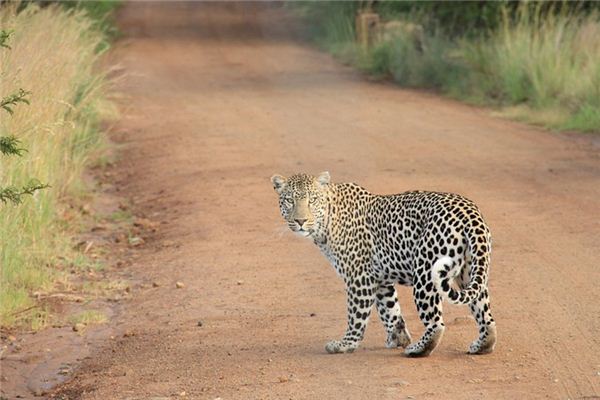 O que significa sonhar com tigres e leopardos