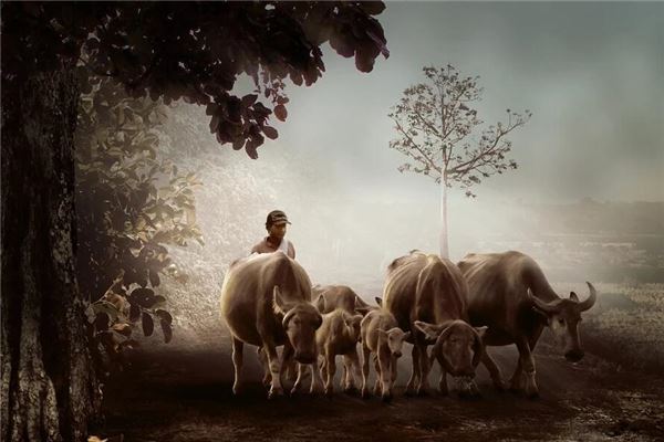 O que significa sonhar com vacas dos dois lados da estrada