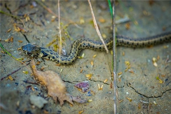 O que significa sonhar com matando cobras e comendo carne de cobra?