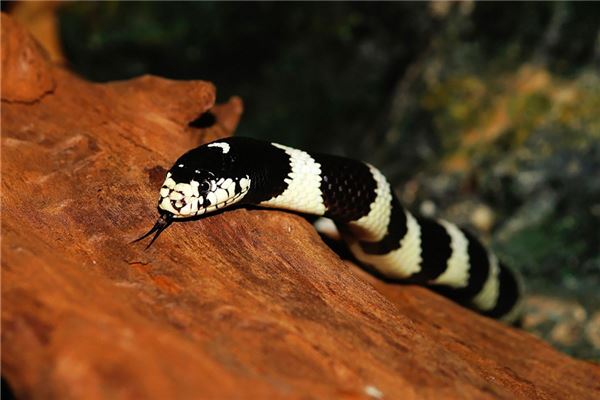 O que significa sonhar com muitas cobras bloqueando a estrada