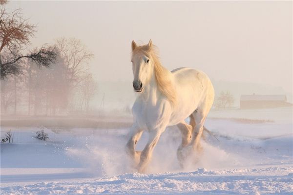 O que significa sonhar com cavalo sendo ferido