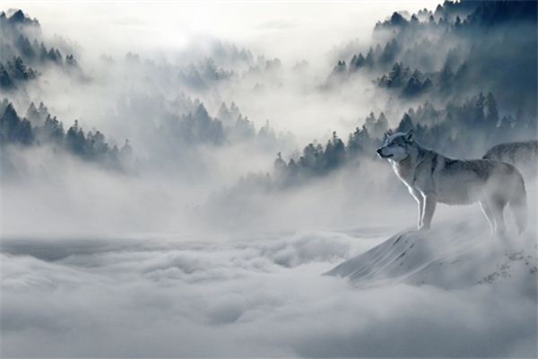 O que significa sonhar com lobo