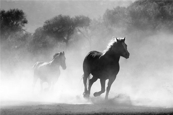 O que significa sonhar com cavalo