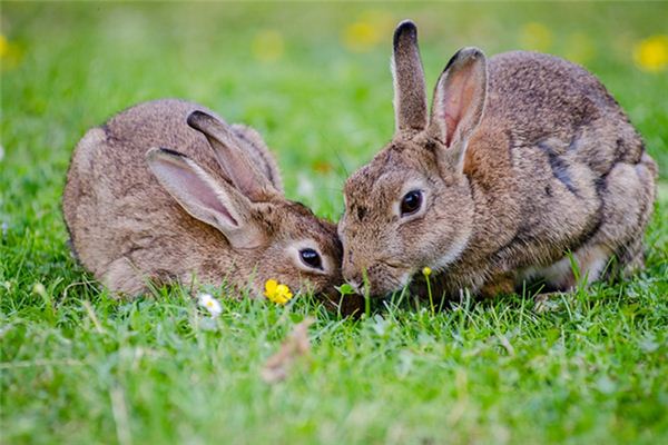 O que significa sonhar com coelhos?