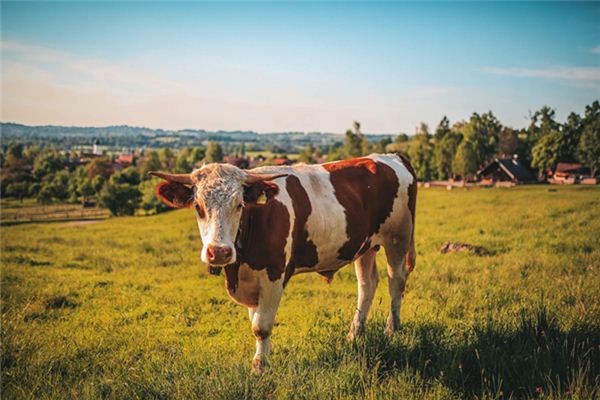 O que significa sonhar com vaca