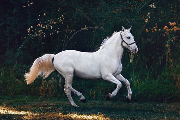 O que significa sonhar com burros, mulas e cavalos