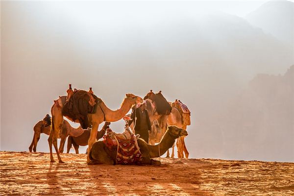 O que significa sonhar com camelos e leopardos