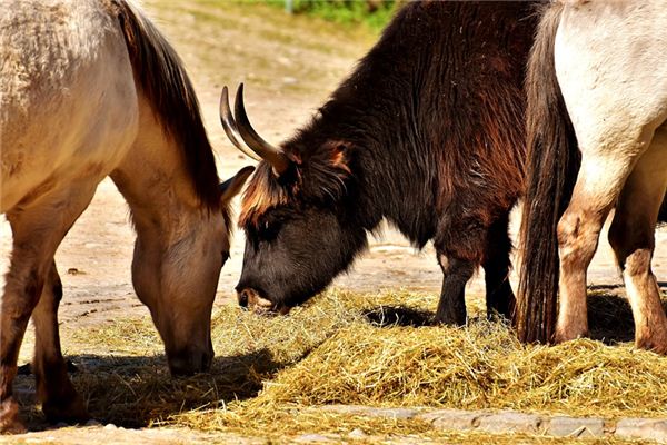 O que significa sonhar com cavalos e vacas