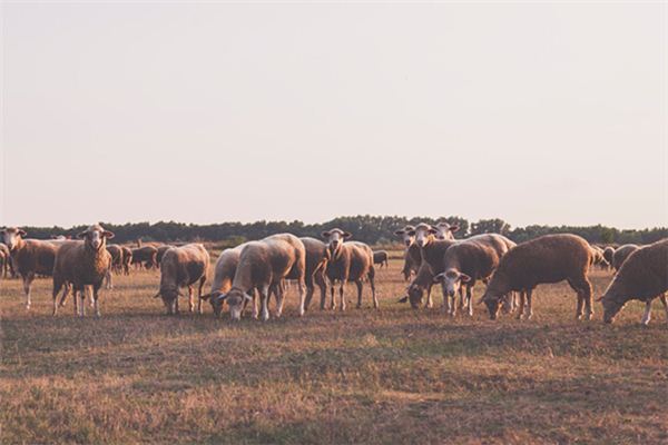 O que significa sonhar com vacas e ovelhas