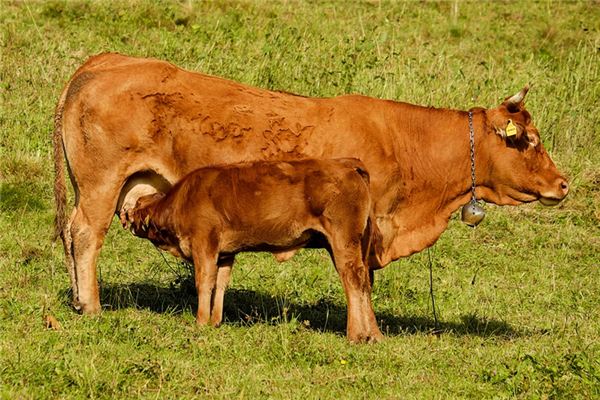 O que significa sonhar com vaca dando a luz a um bezerro