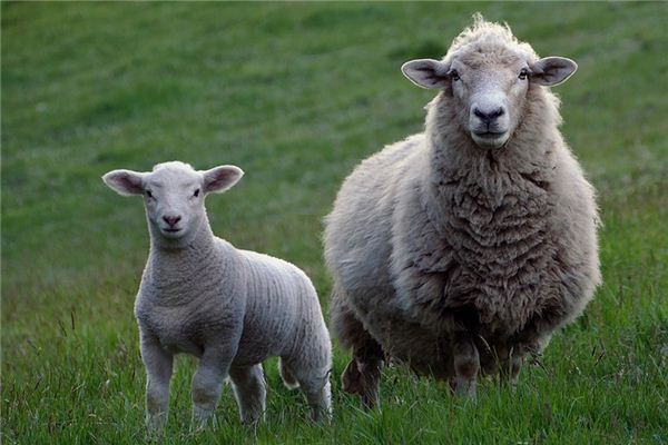 O que significa sonhar com cabeça de ovelha