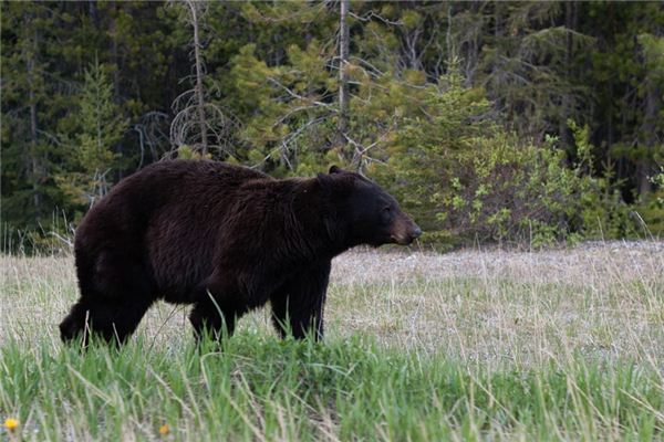 O que significa sonhar com urso preto