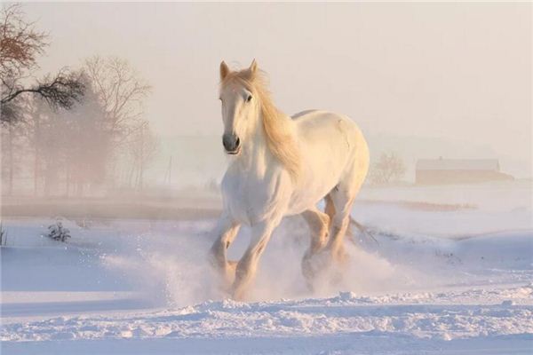 O que significa sonhar com cavalos