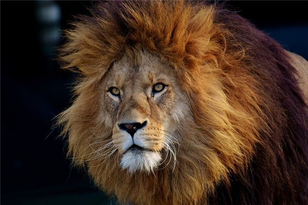 O que significa sonhar com leão