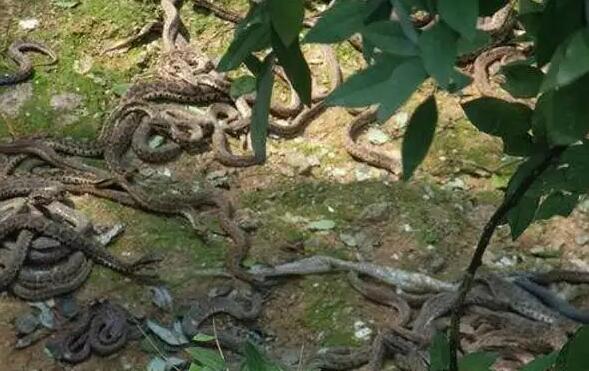 O que significa sonhar com um grupo de cobras andando