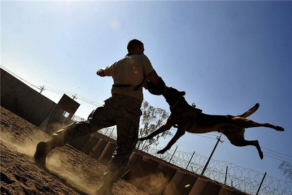 O que significa sonhar com cachorro mordendo voce