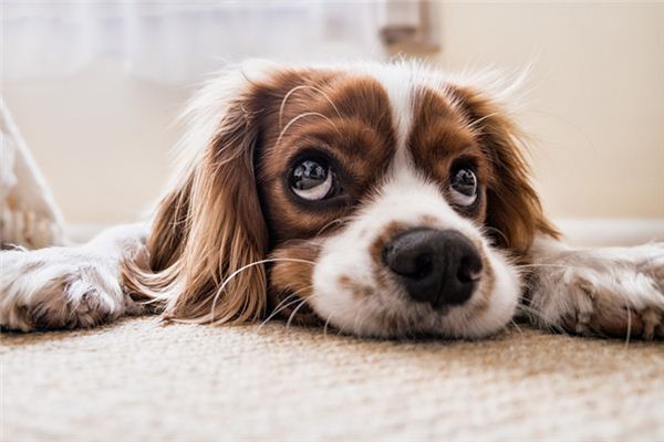 O que significa sonhar com bater em cachorro