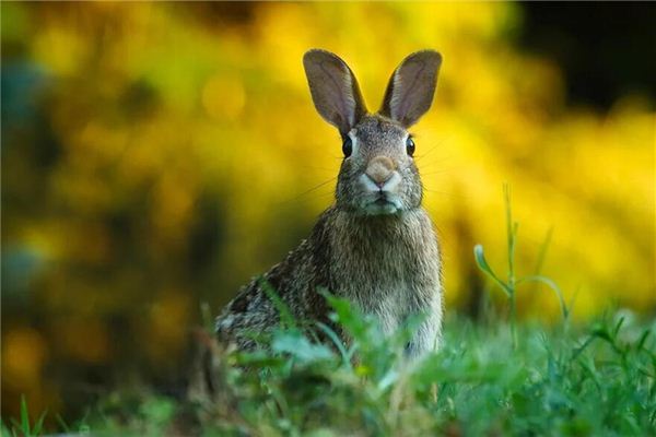 O que significa sonhar com coelhos correndo no campo