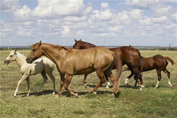 O que significa sonhar com vacas e cavalos em grupos