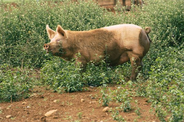 O que significa sonhar com porco apoiado em seu corpo