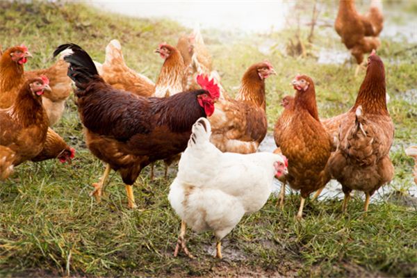 O que significa sonhar com galinhas bicando a ração?