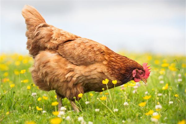 O que significa sonhar com compra de frango