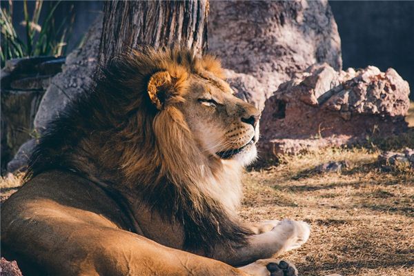 O que significa sonhar com ser mordido por um leão