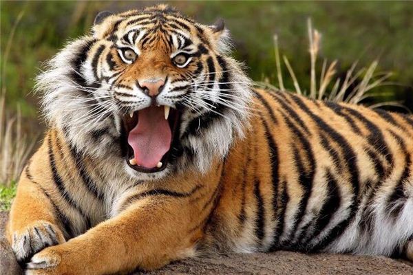 O que significa sonhar com tigre correndo em sua direção