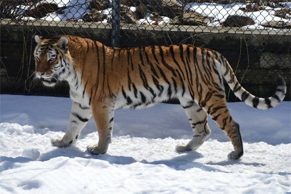 O que significa sonhar com tigre pulando em outros animais?
