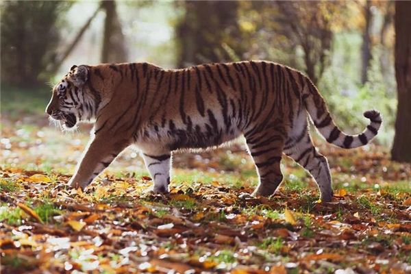 O que significa sonhar que encontra um tigre e fica com medo?