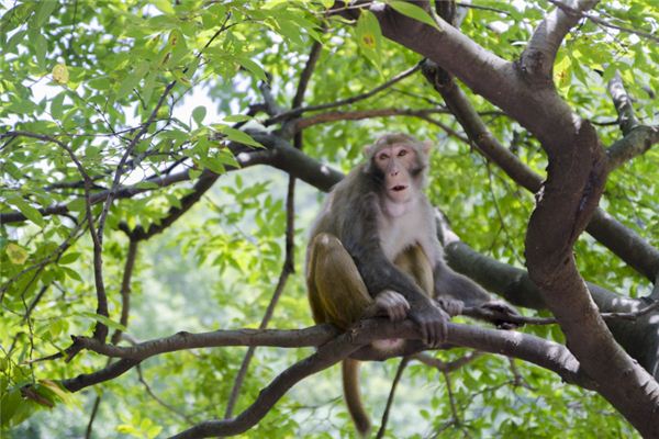 O que significa sonhar com macaco