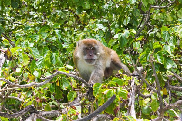 O que significa sonhar com macacos andando ou pulando