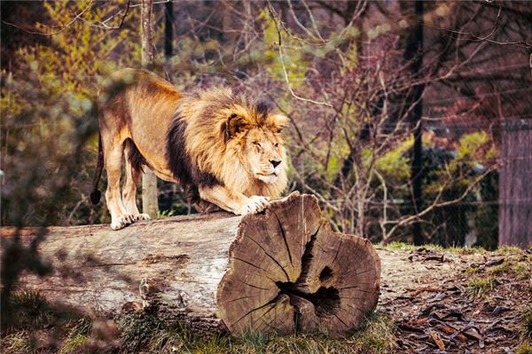 O que significa sonhar com leão e tigre
