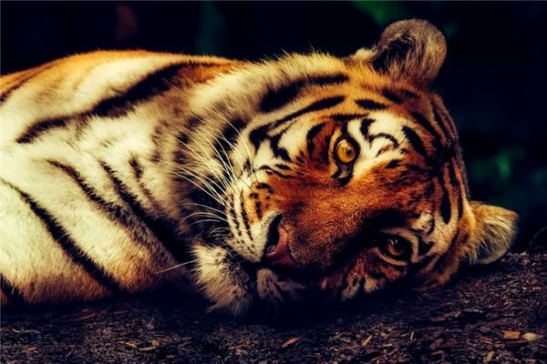 O que significa sonhar com matando um tigre