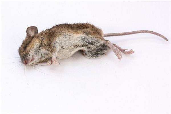 O que significa sonhar com rato morto
