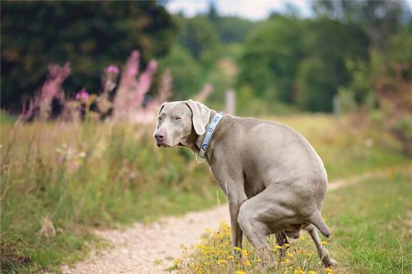 O que significa sonhar com cachorro fazendo cocô