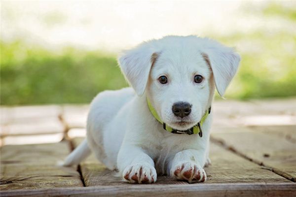 O que significa sonhar com cachorro branco