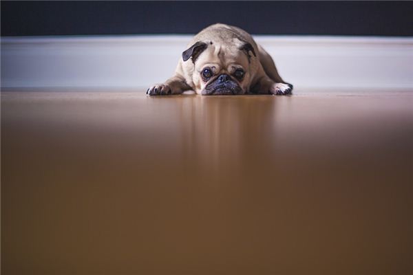 O que significa sonhar com cachorro comendo merda