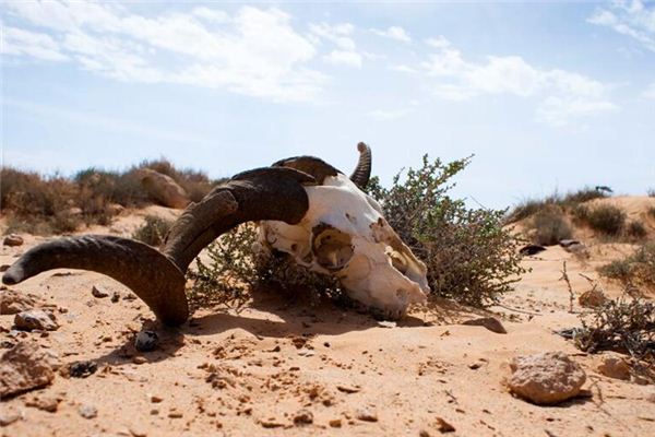 O que significa sonhar com uma ovelha morta