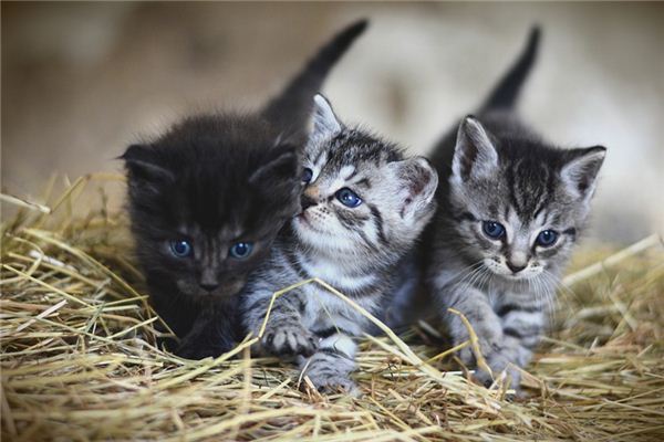 O que significa sonhar com muitos gatos