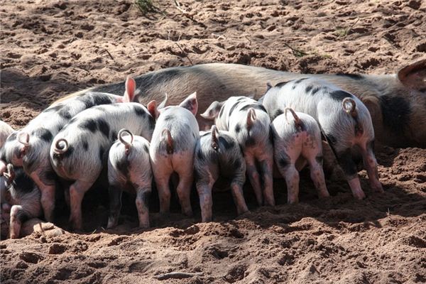 O que significa sonhar com rabo de porco