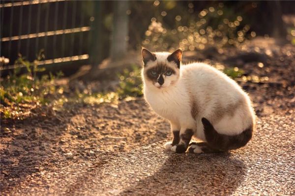 O que significa sonhar com gato morto