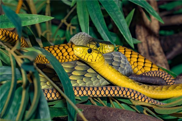 O que significa sonhar com cobras de várias cores