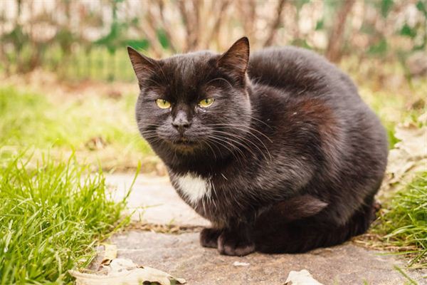 O que significa sonhar com gato preto coberto de sangue