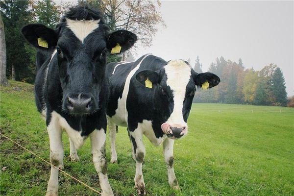 O que significa sonhar com duas vacas brigando