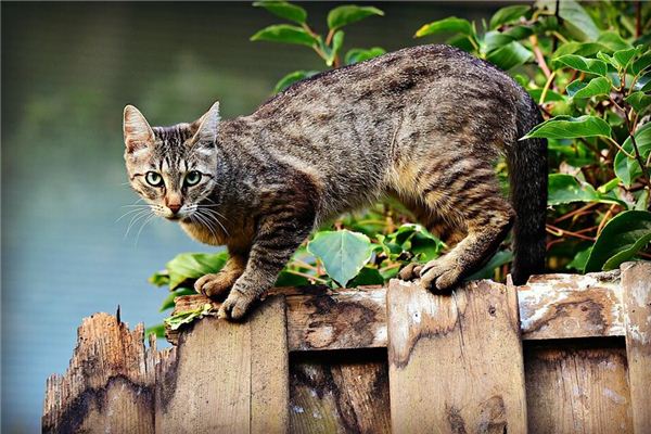 O que significa sonhar com um grupo de gatos me perseguindo